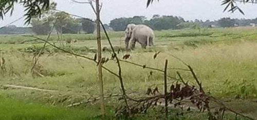 дикий слон убил пожилого мужчину