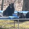 медведи играют в чужом батуте