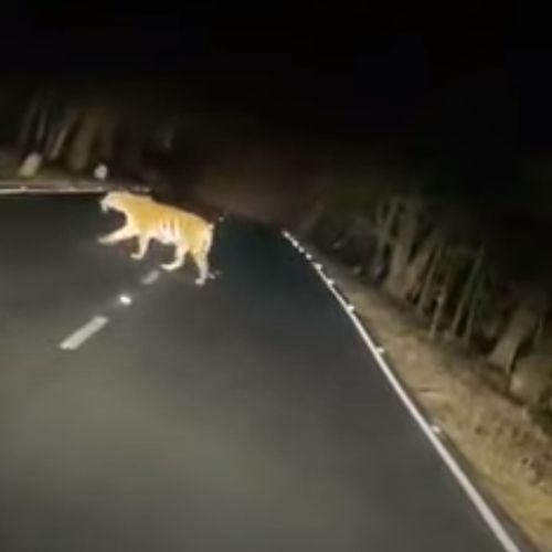 тигрица и тигрята перешли дорогу