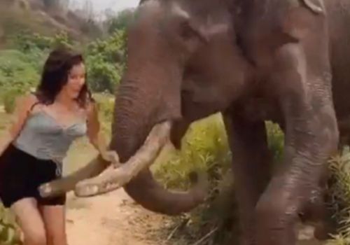 слон сильно толкнул женщину
