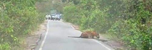 тигр пил воду на обочине дороги