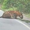 тигр пил воду на обочине дороги