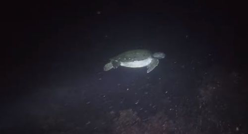 черепаху осветили фонариком