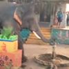 слон научился пить воду из колонки