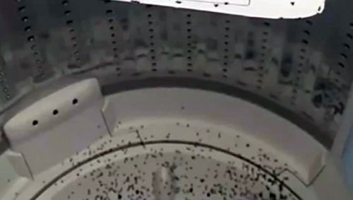 муравьи в стиральной машине