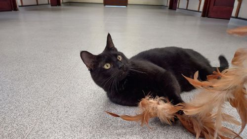 кот с непопулярным черным мехом
