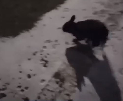 агрессивный кролик кусает людей
