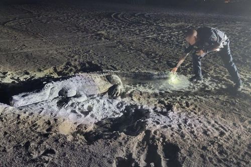 песчаная скульптура аллигатора