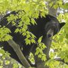медведь упал с дерева на матрасы