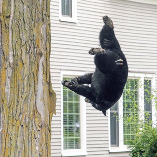 медведь упал с дерева на матрасы