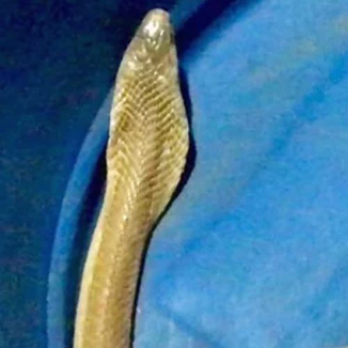 золотистая плюющаяся кобра