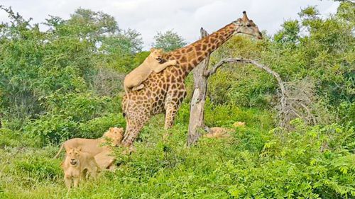 львица на спине жирафа