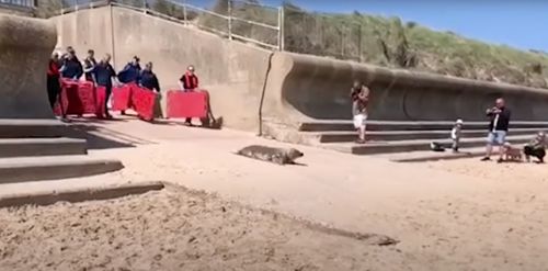 спасённого тюленя выпустили в море