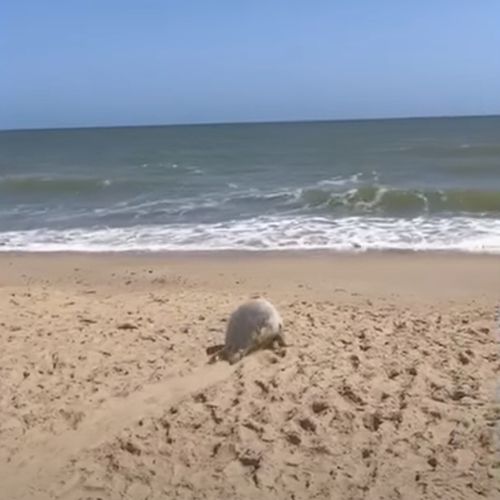 спасённого тюленя выпустили в море