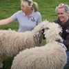 общение с овцами на ферме