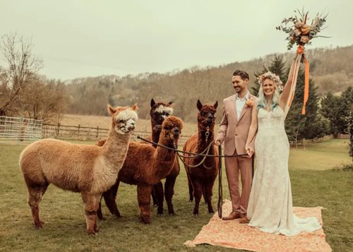 свадьба в обществе альпак