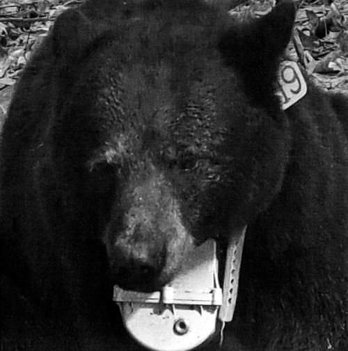 медведь-шпион с видеокамерой