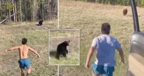 чудак пугает медведей в парке
