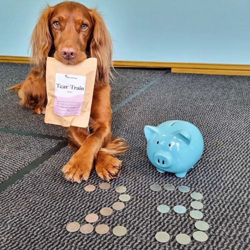 пёс положил монетки в копилку