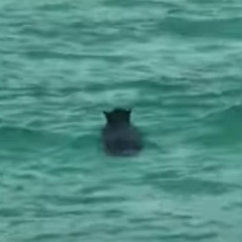 медведь искупался на пляже