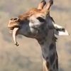 жираф принялся жевать кость