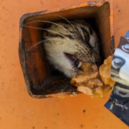 кошка родила в мусорном контейнере