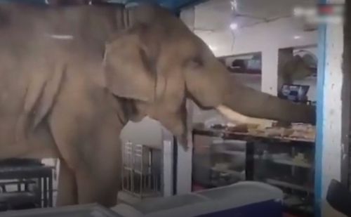 слон наелся продуктов в магазине