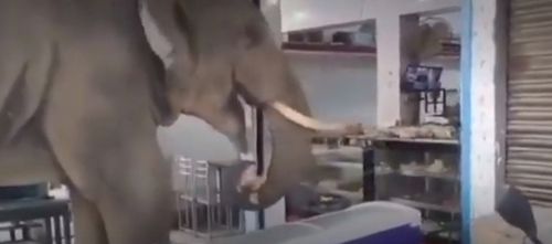слон наелся продуктов в магазине
