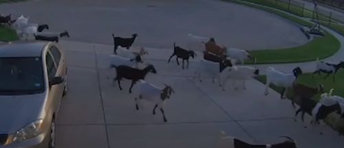 стадо коз сбежало с работы