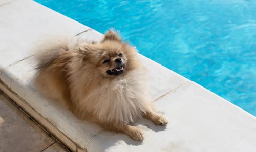 школа плавания для собак