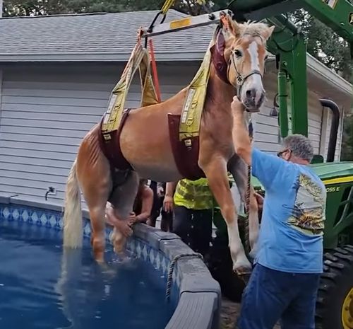 пугливая лошадь прыгнула в бассейн