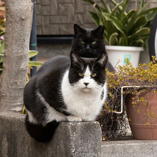 фотографии уличных кошек
