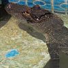 аллигатор охлаждался в бассейне