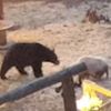 отважная свинка отогнала медведя