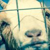 петиция в защиту коз