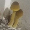 грибы выросли в доме