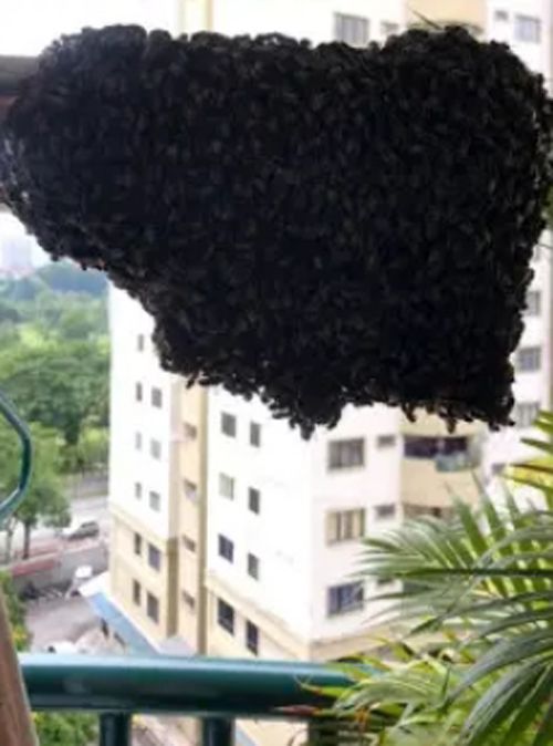 пчёл с балкона изгнали бензином