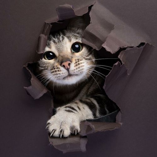 кошки лезут сквозь бумажную стену
