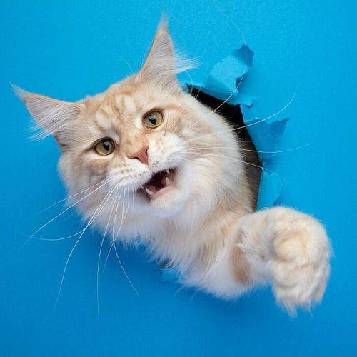 кошки лезут сквозь бумажную стену