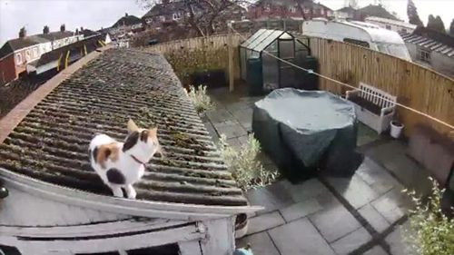 супергероический прыжок кошки
