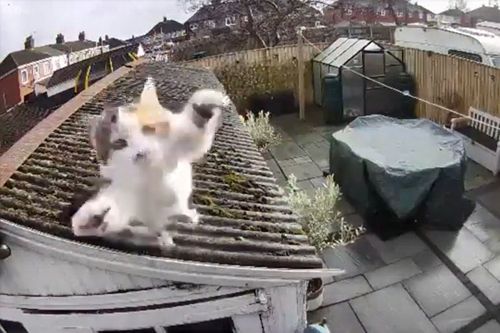 супергероический прыжок кошки
