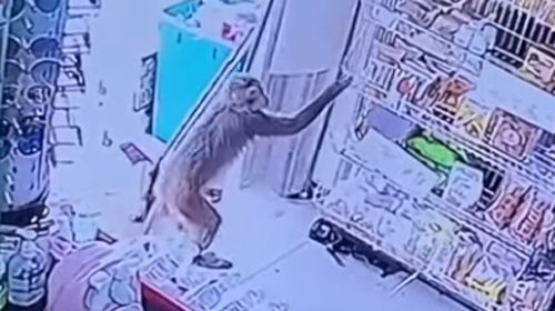 обезьяна трижды обокрала магазин