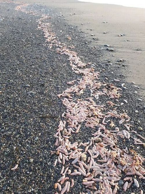 пляж завалило неприличными червями