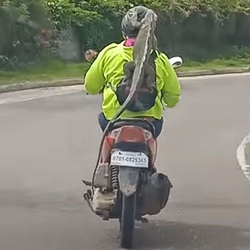 мотоциклист с любимой игуаной