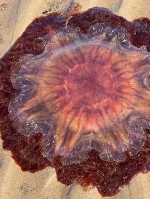 медуз выбрасывает на берег