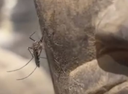 комар на терракотовом воине