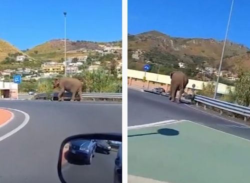 слон направлялся в супермаркет