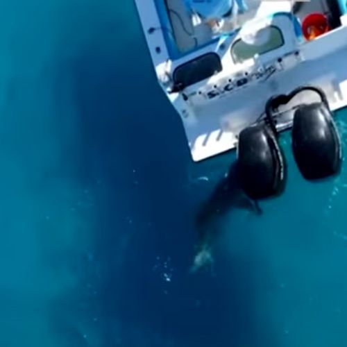 акула повредила лодочный мотор