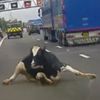 коровы выпала из грузовика