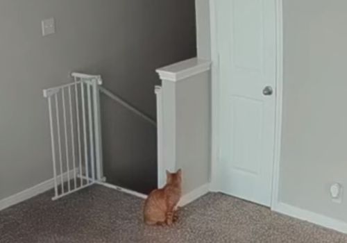 кошка напугала хозяина на лестнице